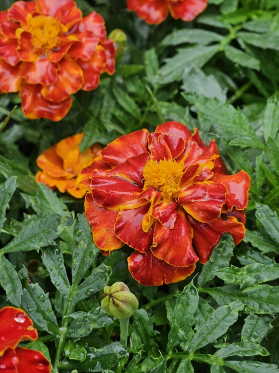 a cluster of red and yellow flowers are in the grass