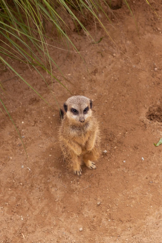 a small meerkat looking at the camera with his eyes closed