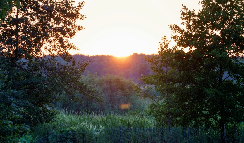 a beautiful sun shines through trees in the distance