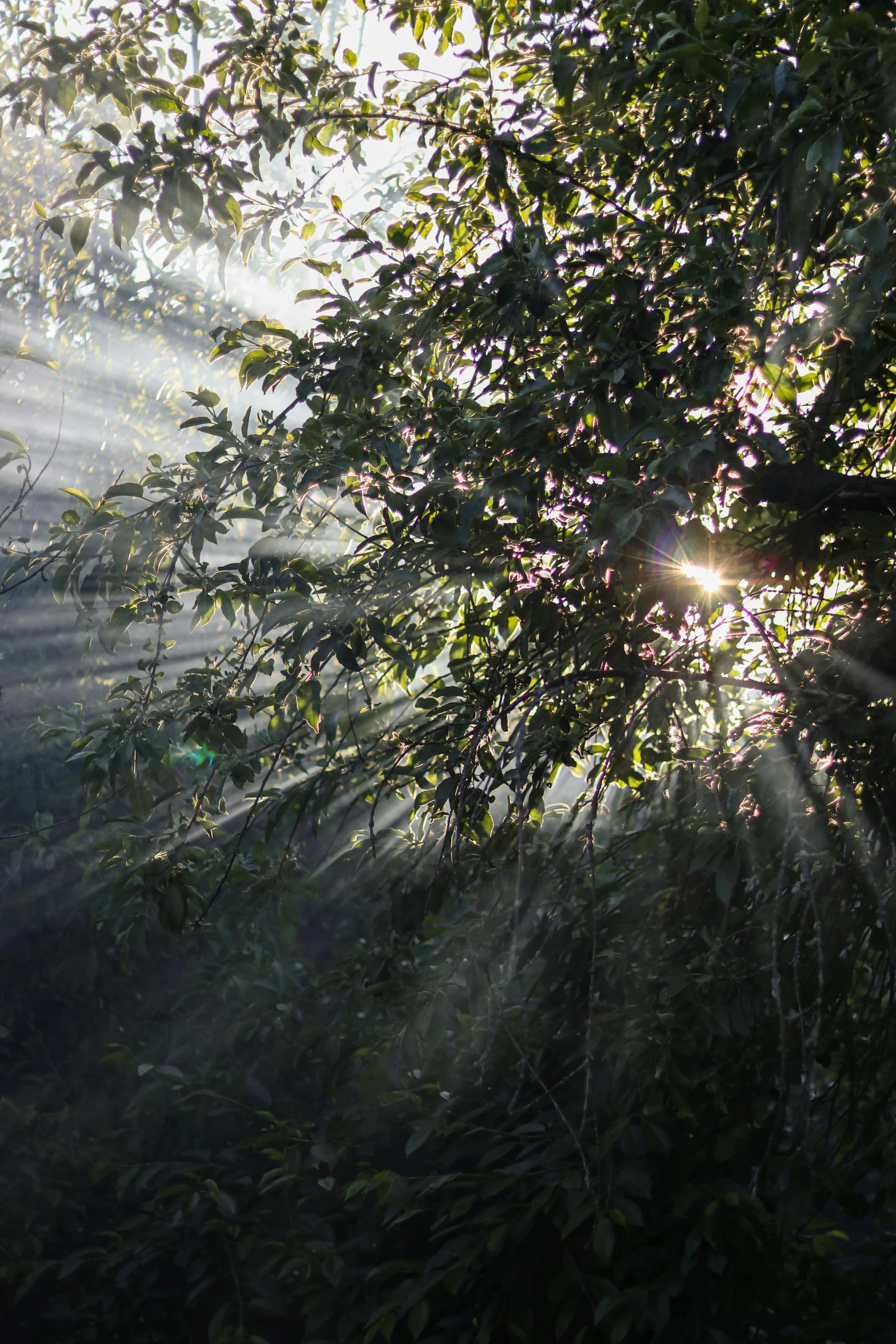 the sun is shining through the nches in the forest