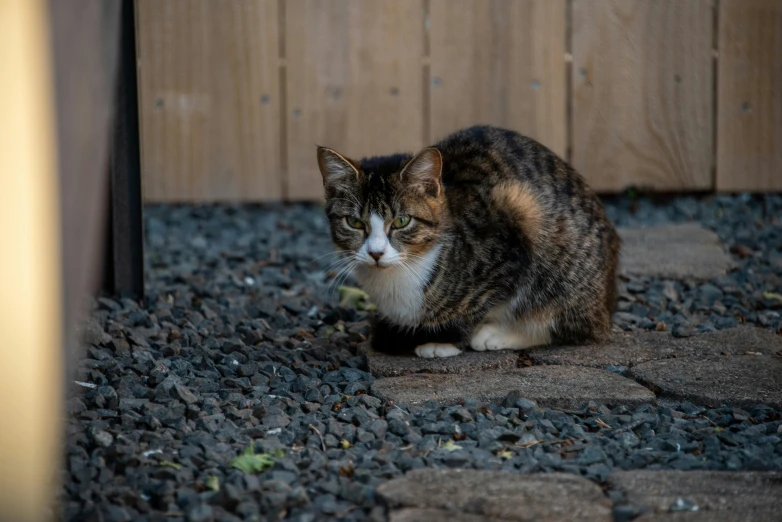 the calico cat is sitting down outside