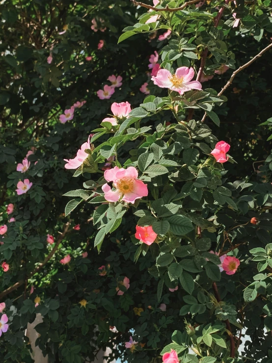 several pink flowers with green leaves on top