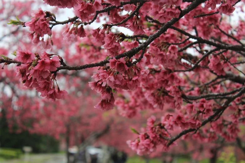 pink flowers bloom on the nch of a tree in the park