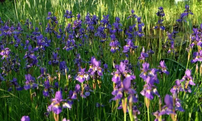 purple flowers are blooming in the field on the side of a hill