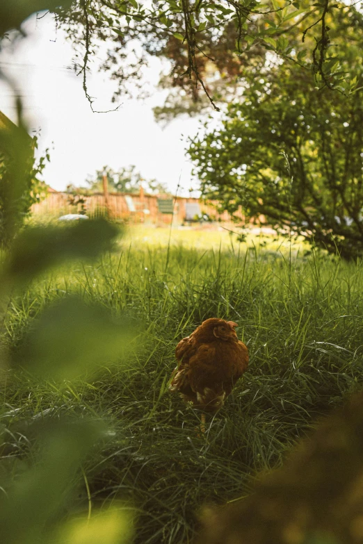 a brown rooster in a grassy field under a tree