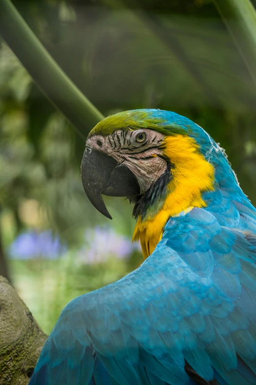 a parrot that is sitting on a tree limb