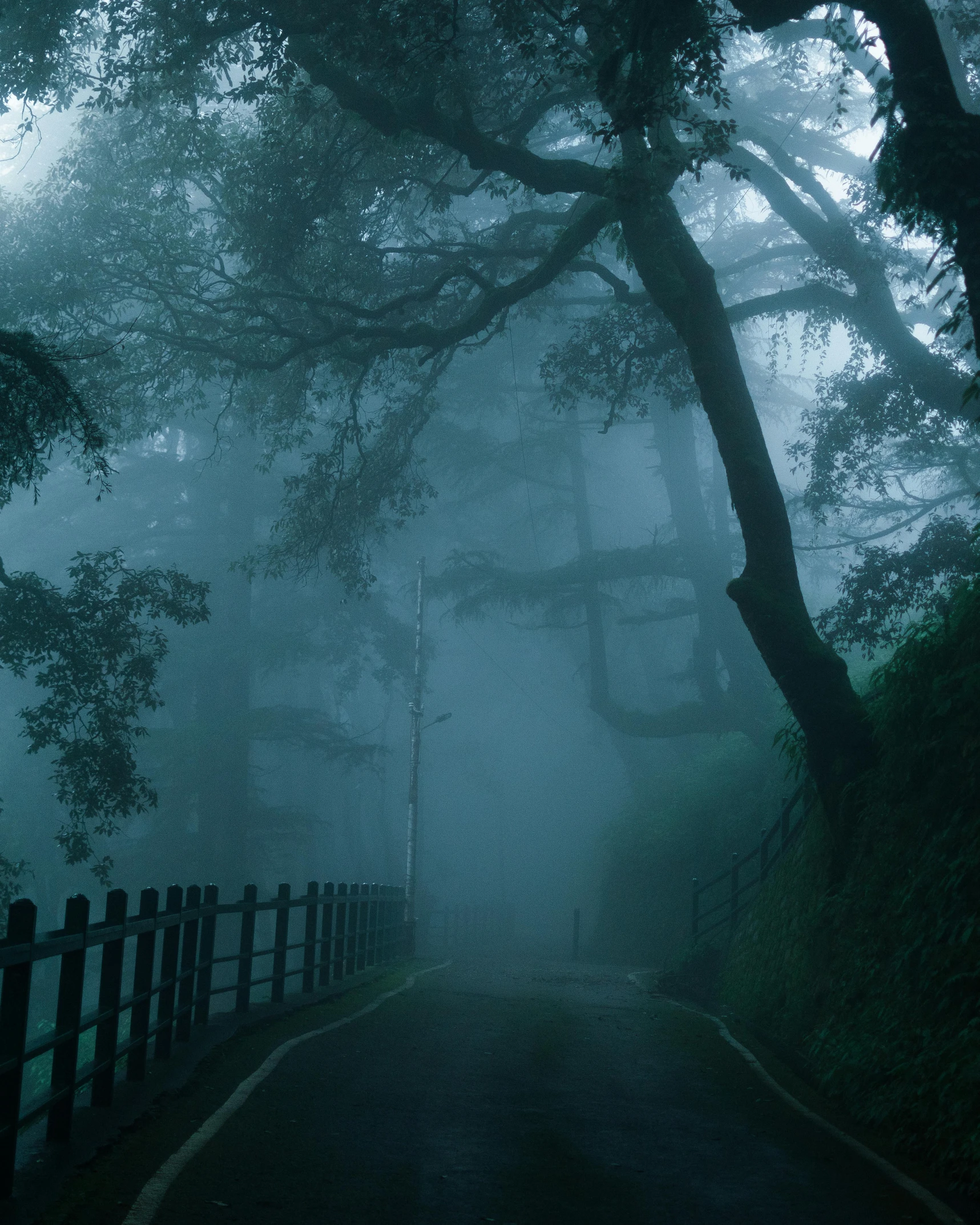 a street leading to a tree in the fog