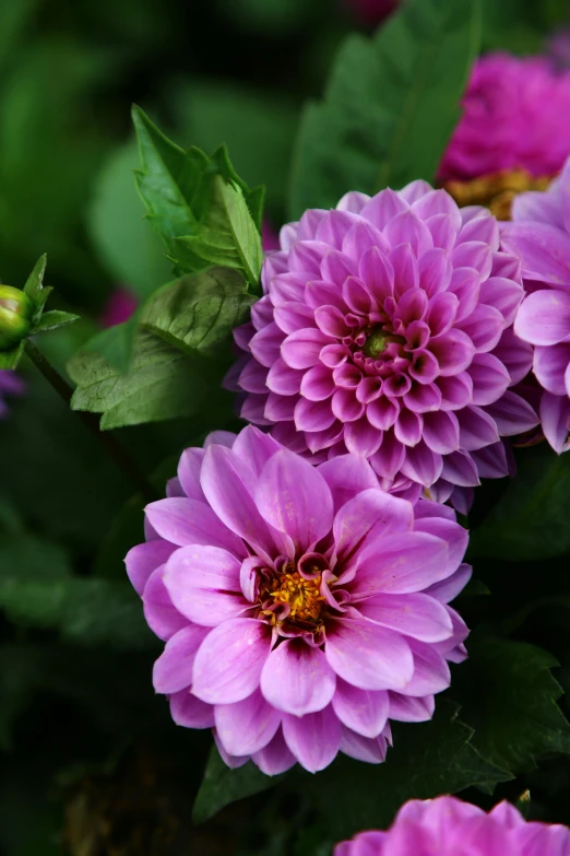 a bunch of flowers with green leaves around them