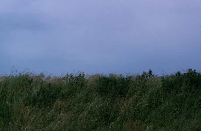 two giraffes walking across a field with grass