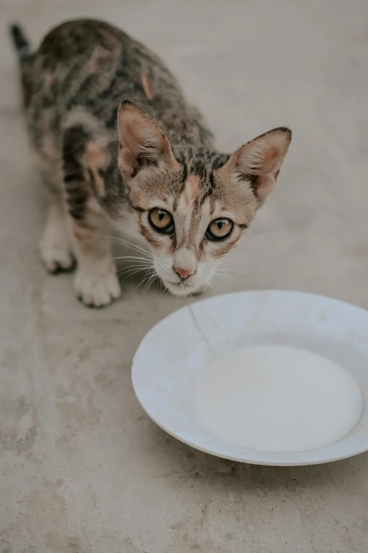 a small tabby cat standing next to a white plate