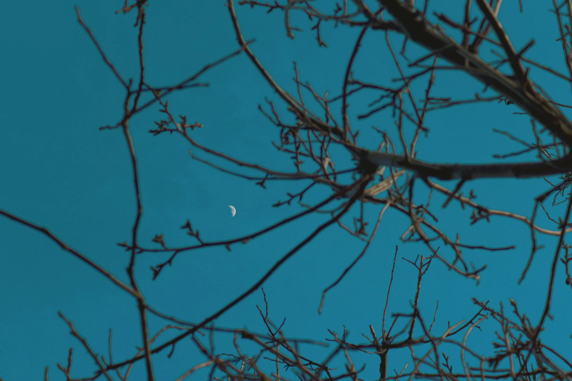 an airplane flies past some trees and a moon