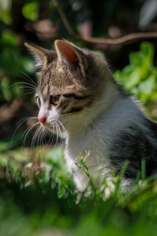 a white cat sitting in some grass and staring at soing