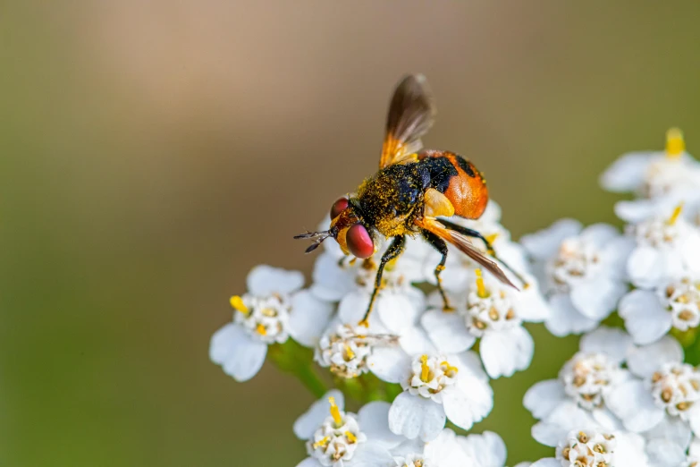 a yellow bee is standing on top of a flower