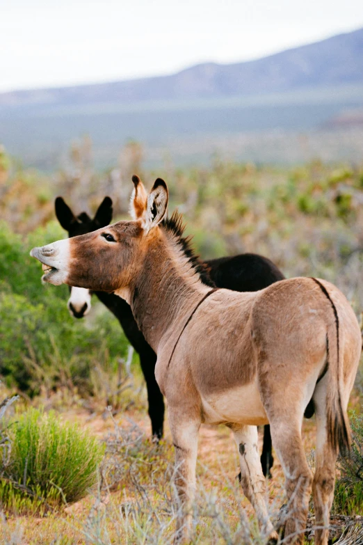 two donkeys with open mouths on the grass