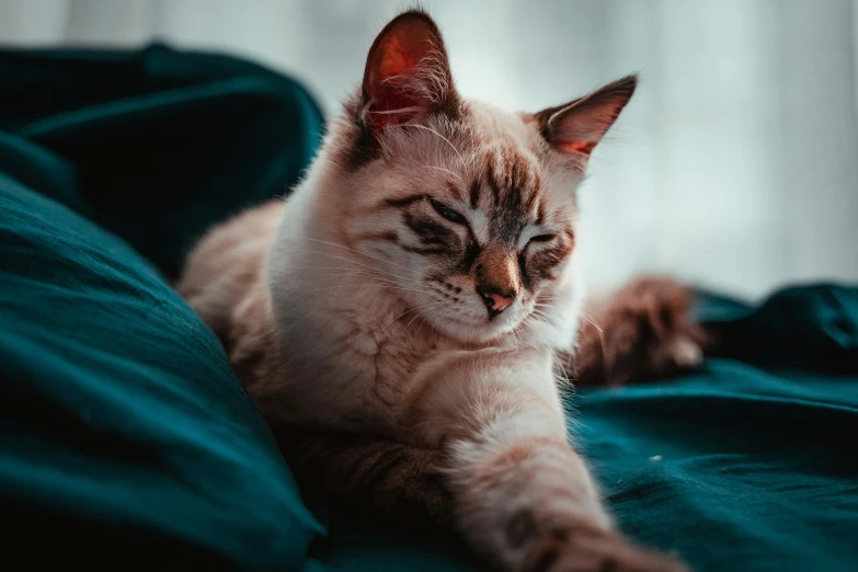 cat laying on green sheet looking at camera