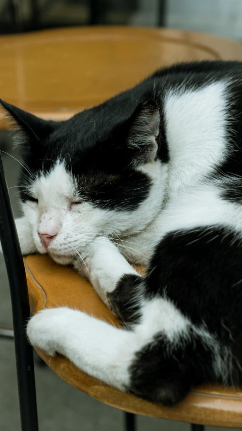 a cat is curled up on a chair