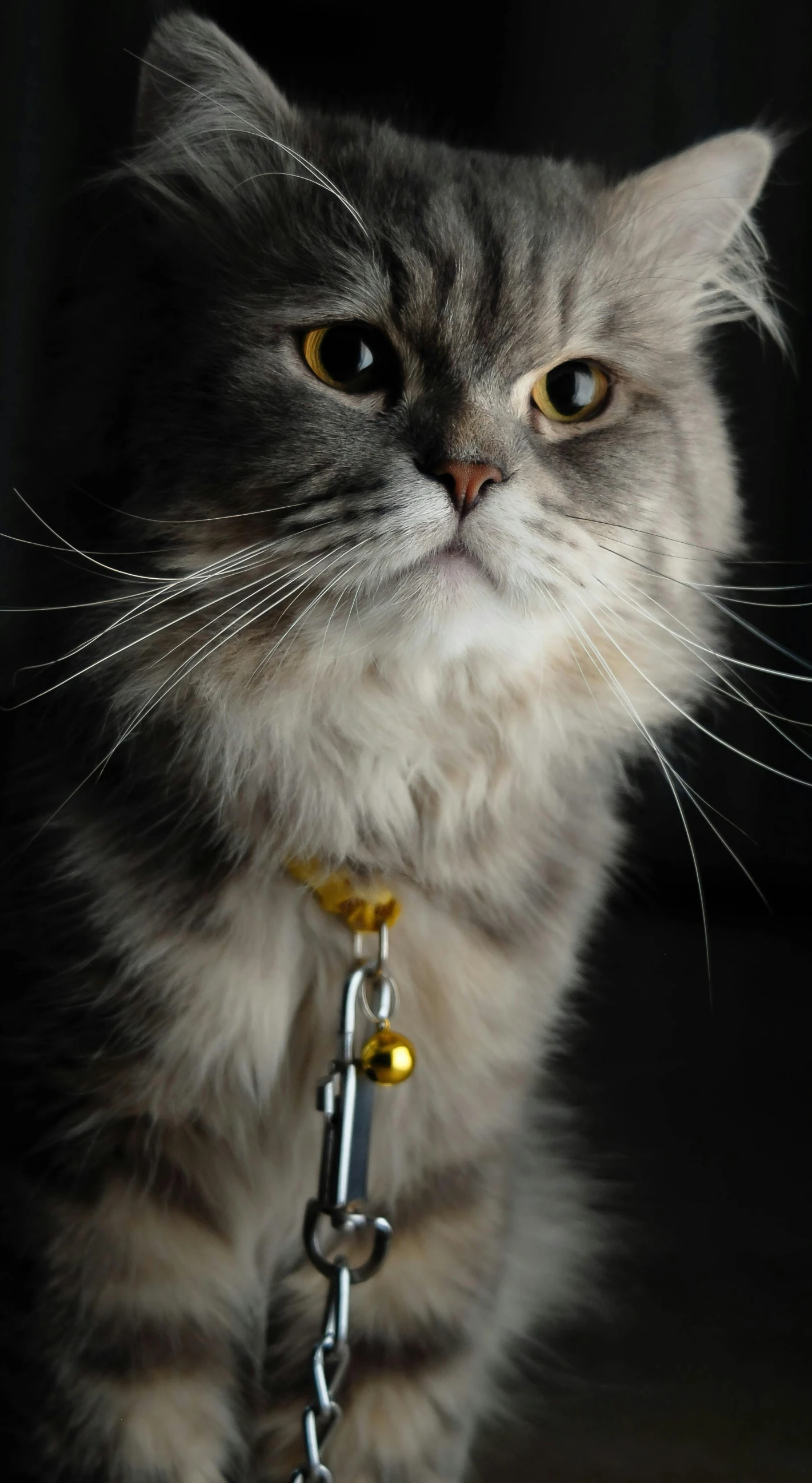 a grey cat in chain collar and collar on a black background