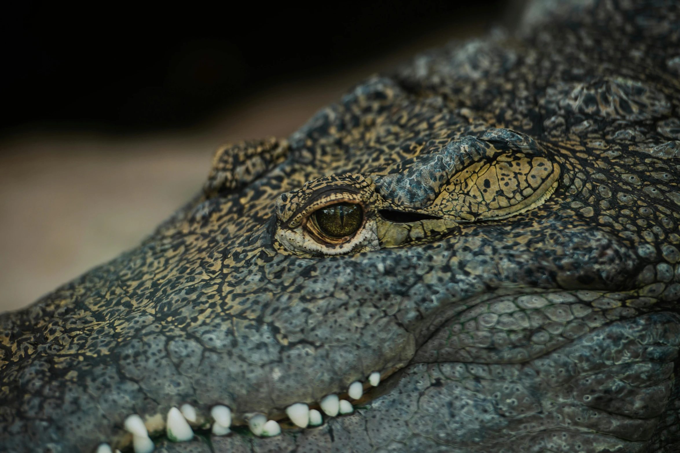 close up of an alligator's eye and mouth