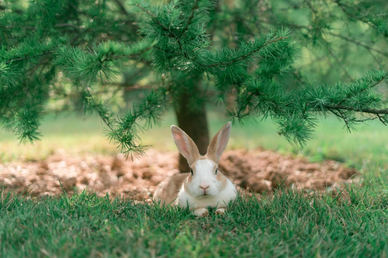 a bunny is sitting under a tree in a green field