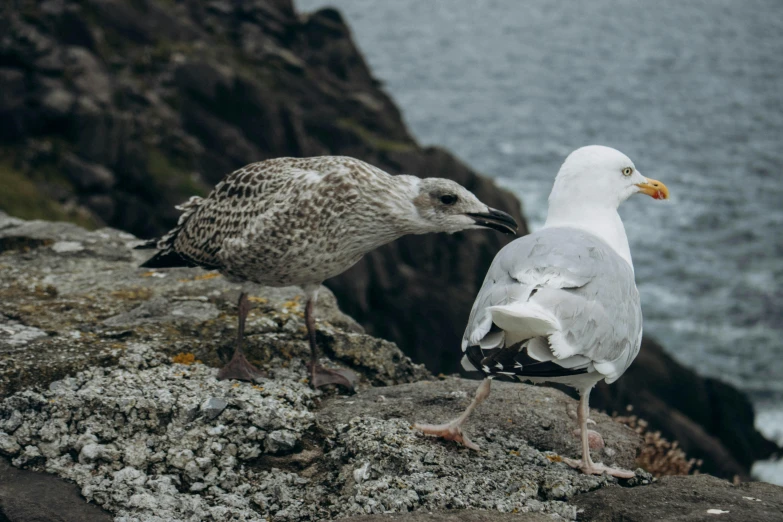 two seagulls are on the rock of a cliff