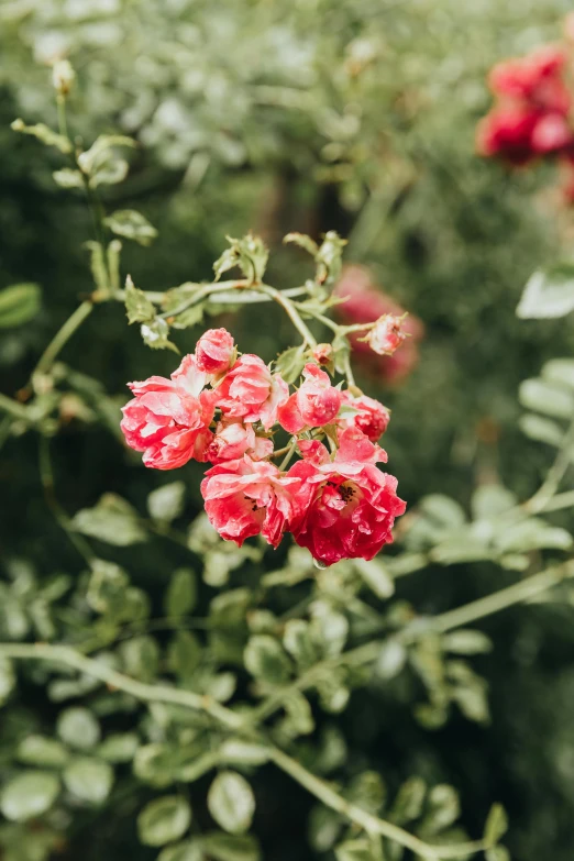 a close up of a bunch of flowers with many green leaves