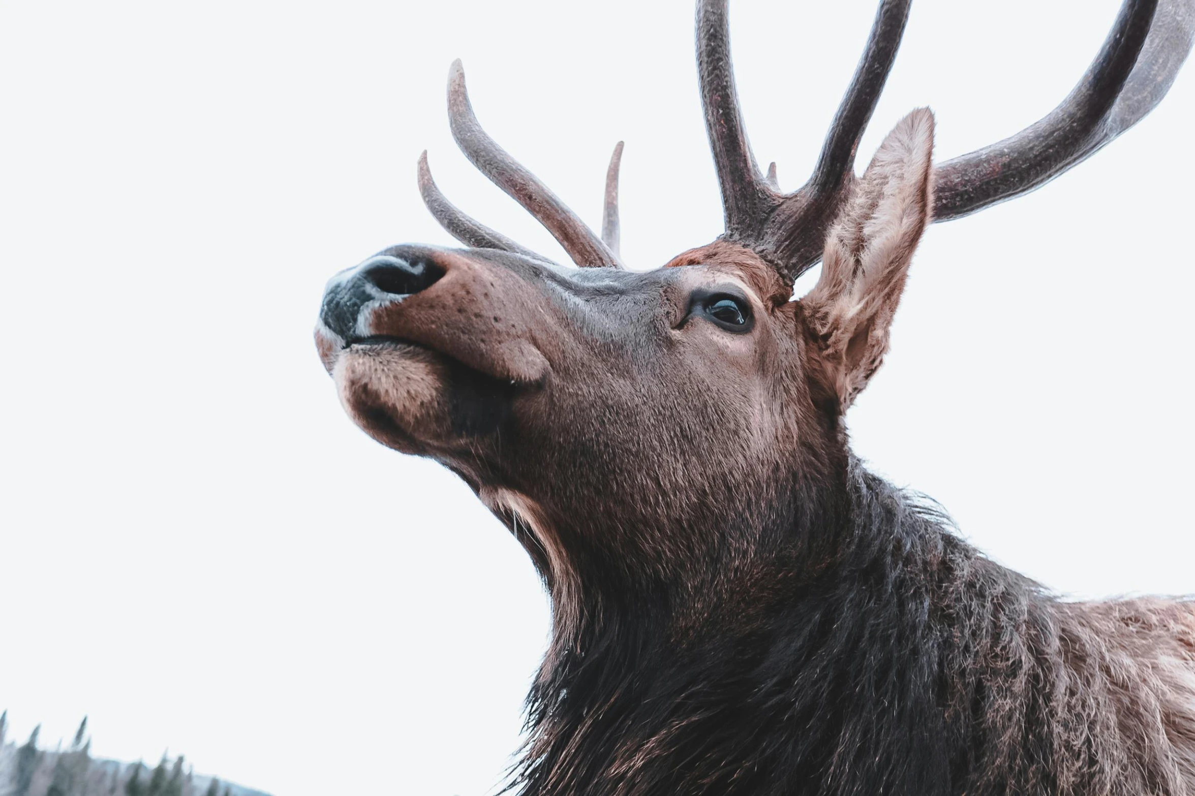 a close up s of an antelope looking upwards