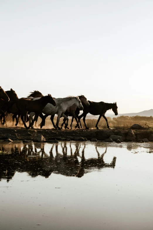 some horses are running across a body of water