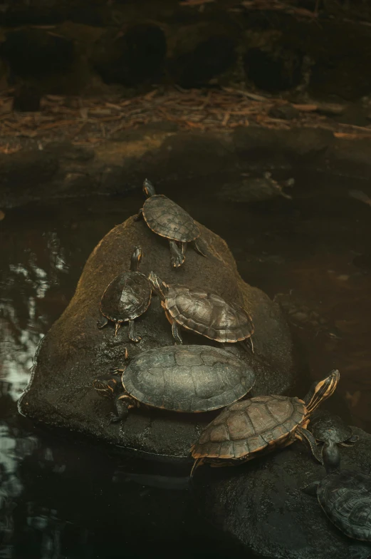 turtles crawling on top of rocks in water