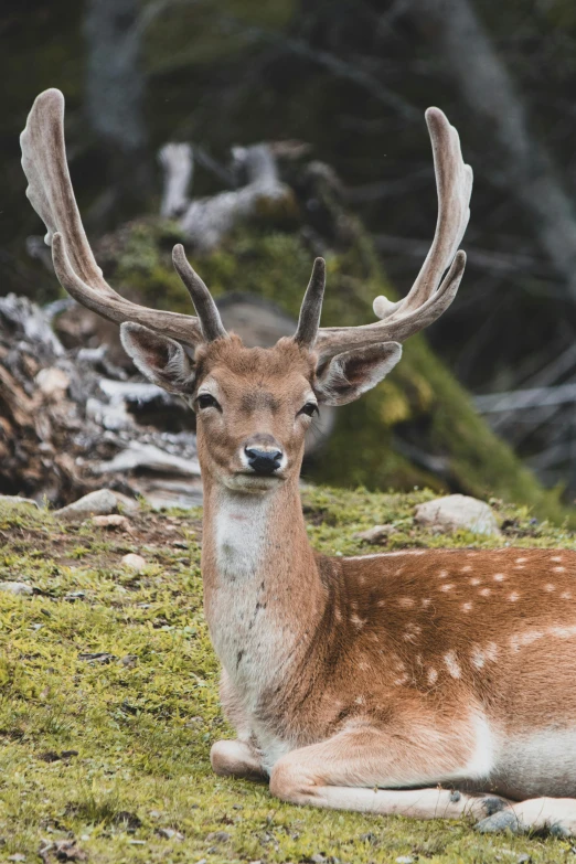 a deer is laying down on the grass