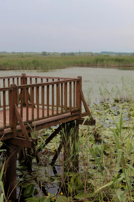 there is a small wooden bridge that leads to the marsh
