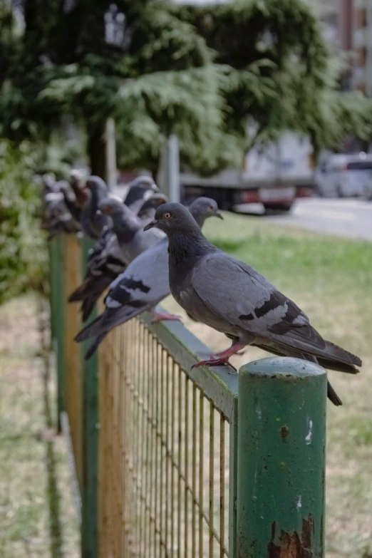 a flock of pigeons sitting on a metal fence