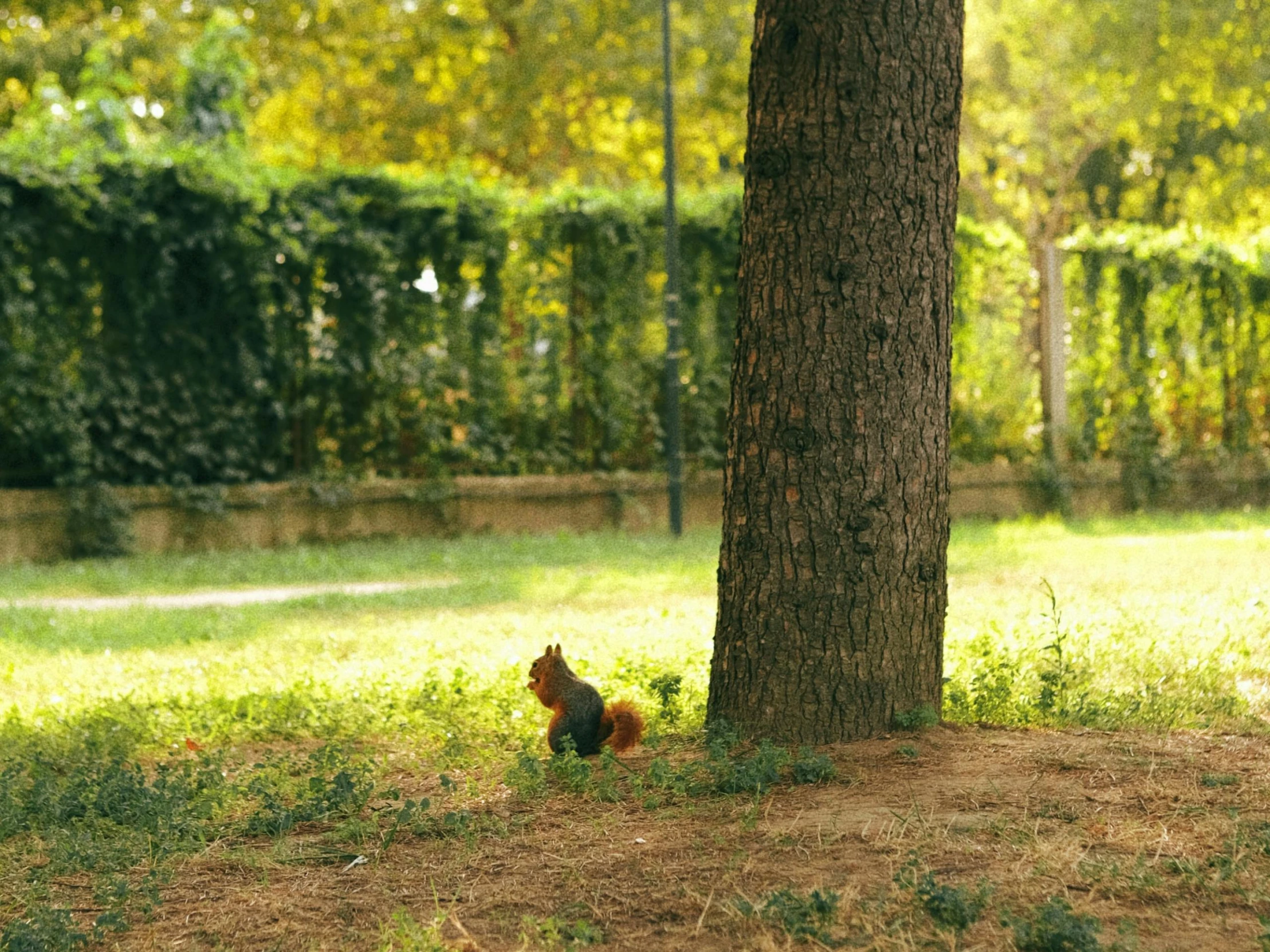 the squirrel is sitting under a tree looking up