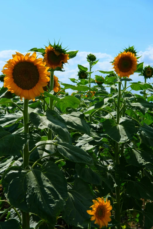 sunflowers growing in an open field on a sunny day