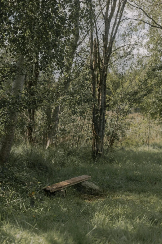 the woods are green with lush grass and trees