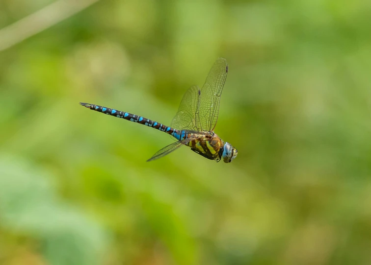 a dragon flys in the air next to some vegetation