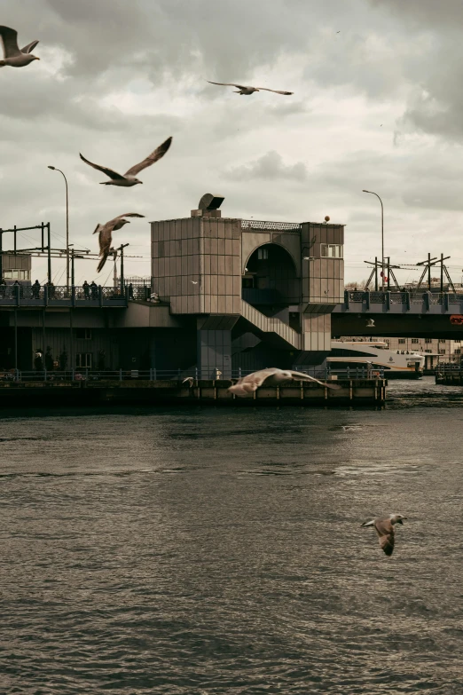 birds in flight flying over a large building