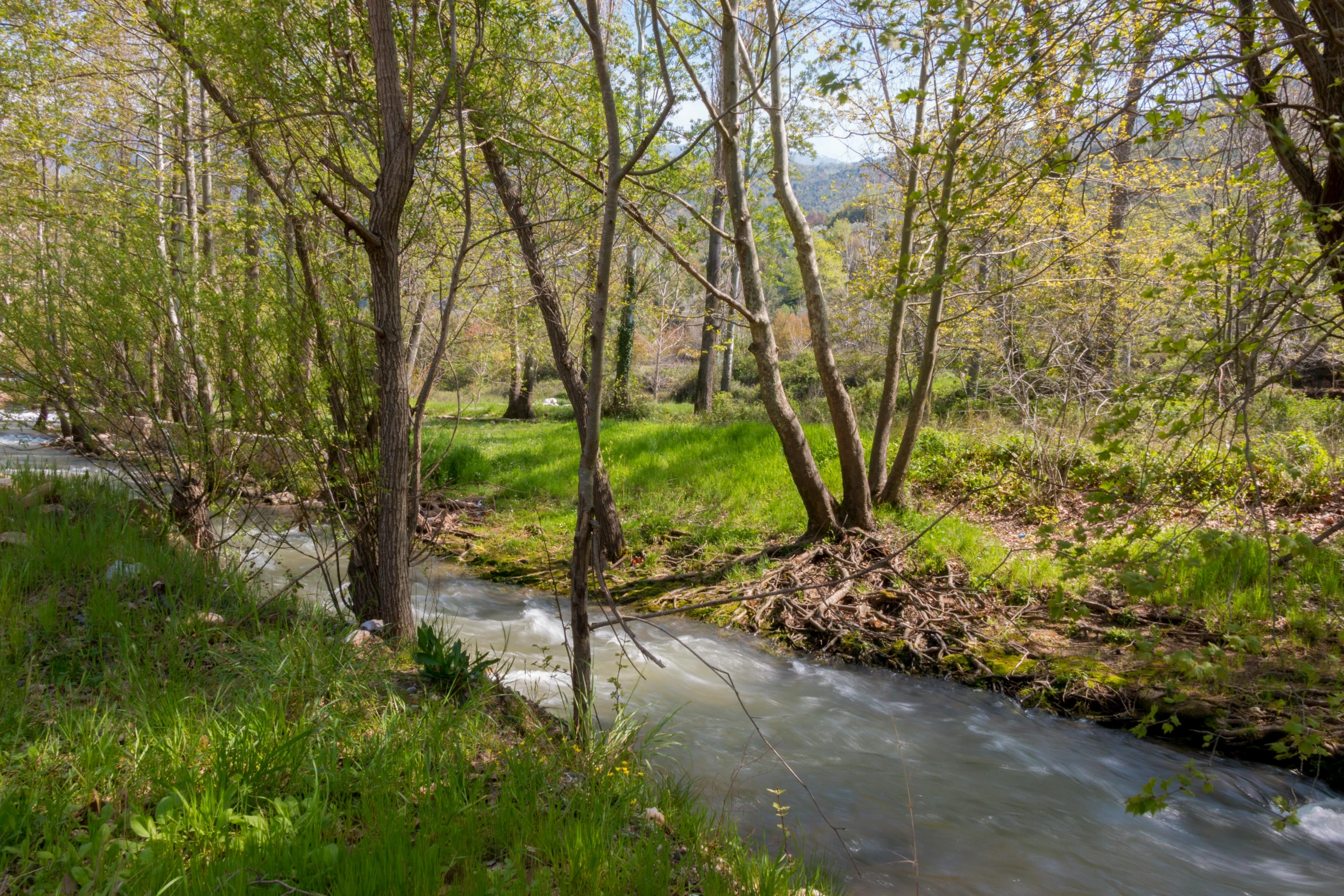 the creek runs through the woods into the area