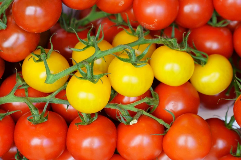 lots of cherry tomatoes, growing on the vine