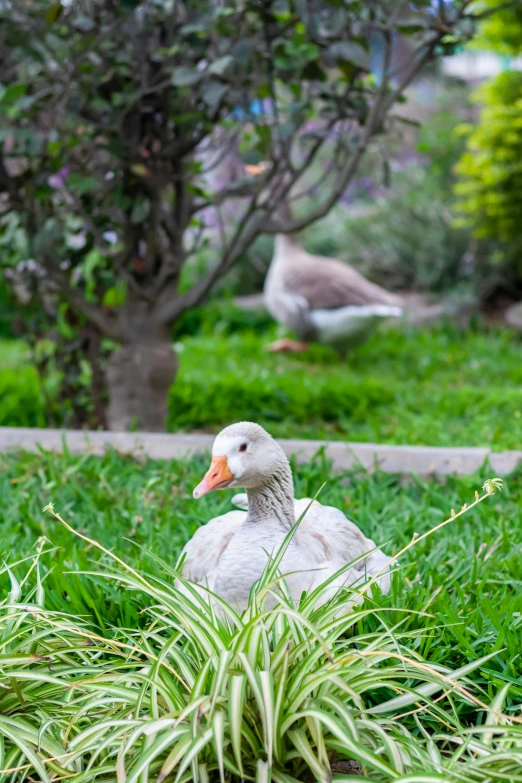 two ducks sit in the grass, near some trees