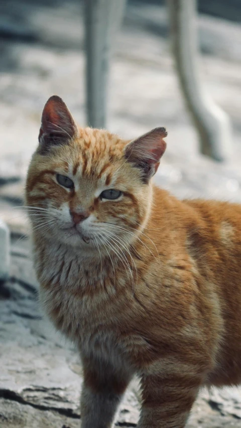 the small, cute orange cat is walking around