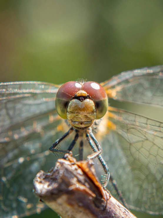 a close up of a blue dragonfly sitting on top of a plant