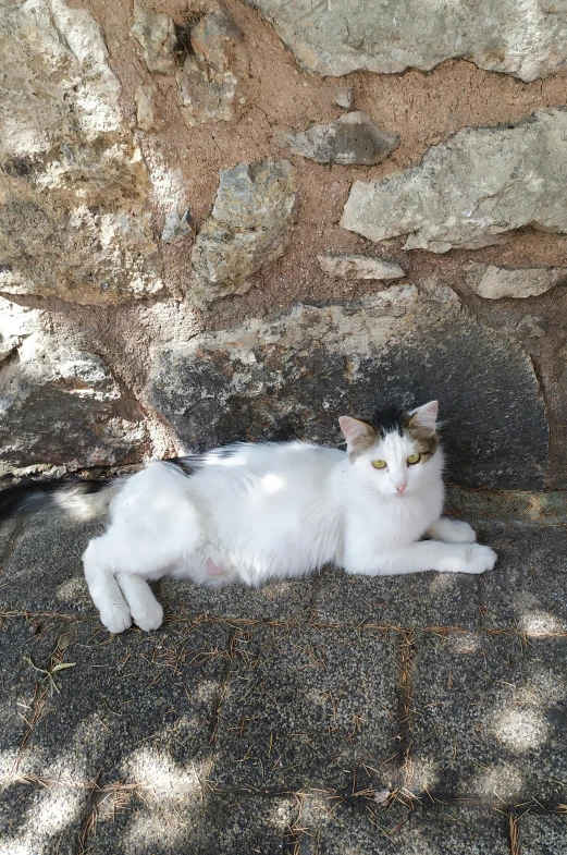 a white cat laying next to a stone wall