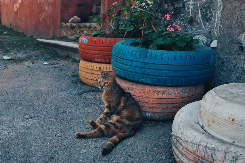 a cat sitting on the ground next to three large pots