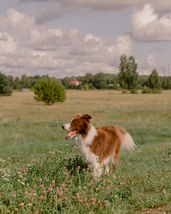 a collie stands on the edge of a field
