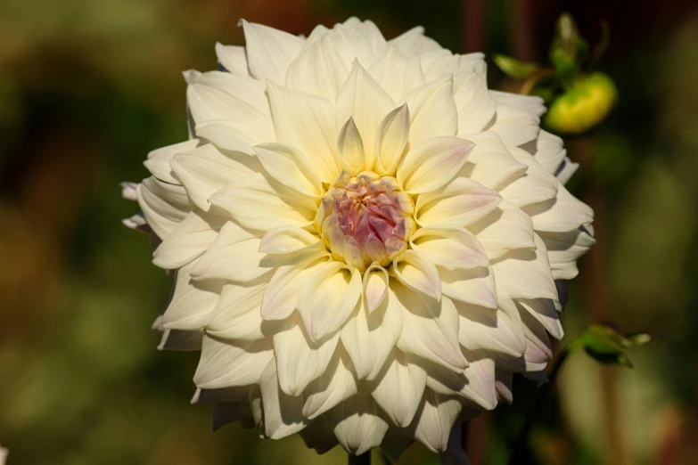 there is a flower that is blooming in the middle of its petals