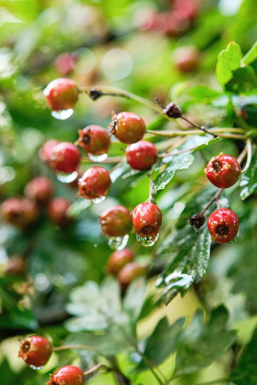 drops of water on the fruit hanging on the nches