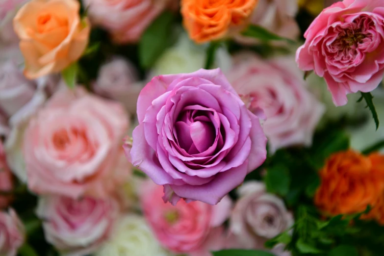 closeup of a bunch of various colored roses