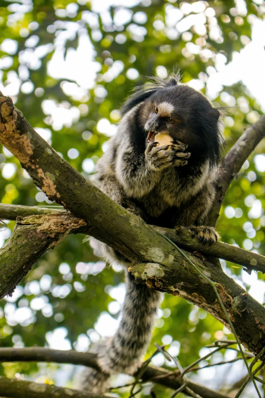 a monkey is sitting on the nch of a tree