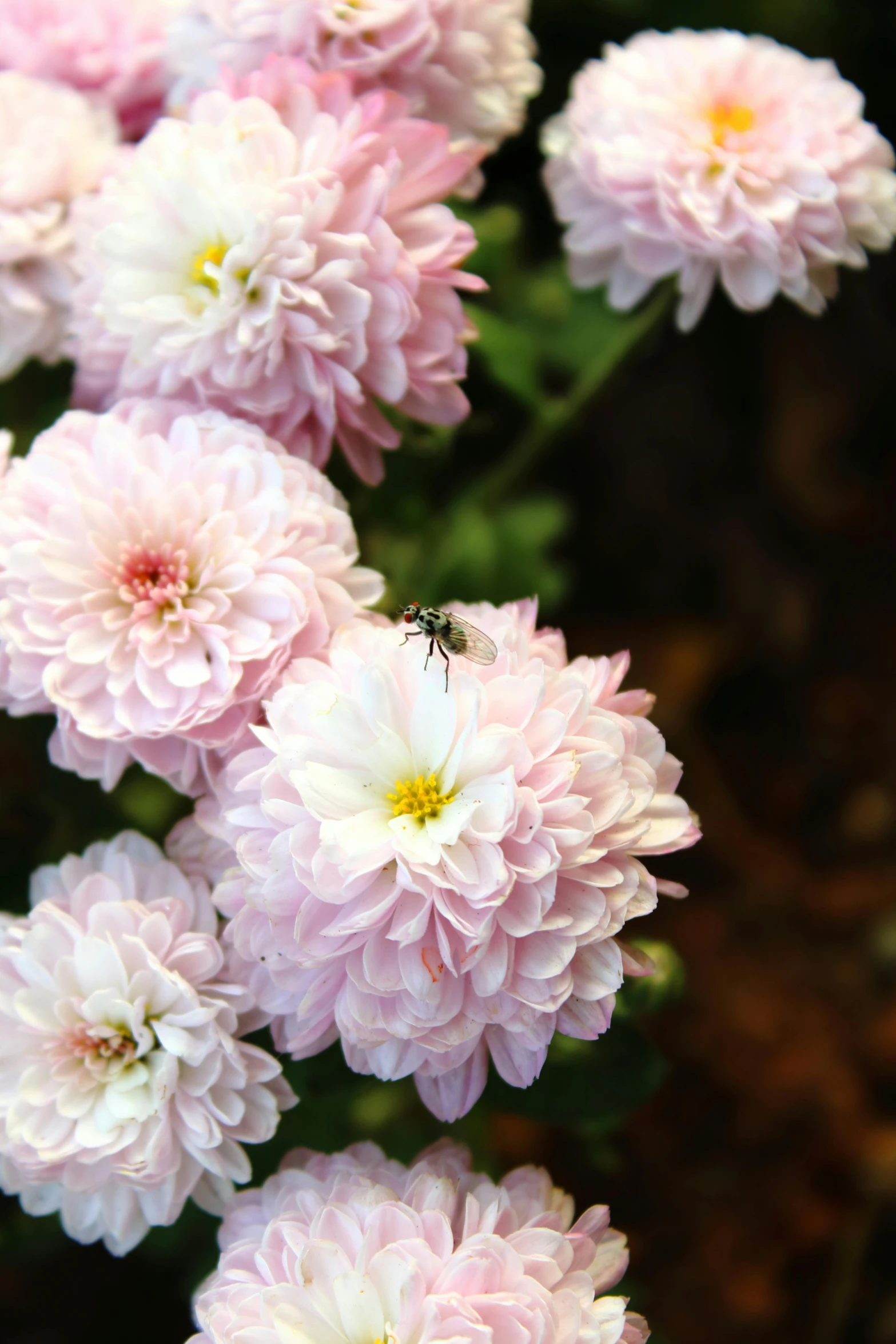 some pink flowers are grouped together in a flower arrangement