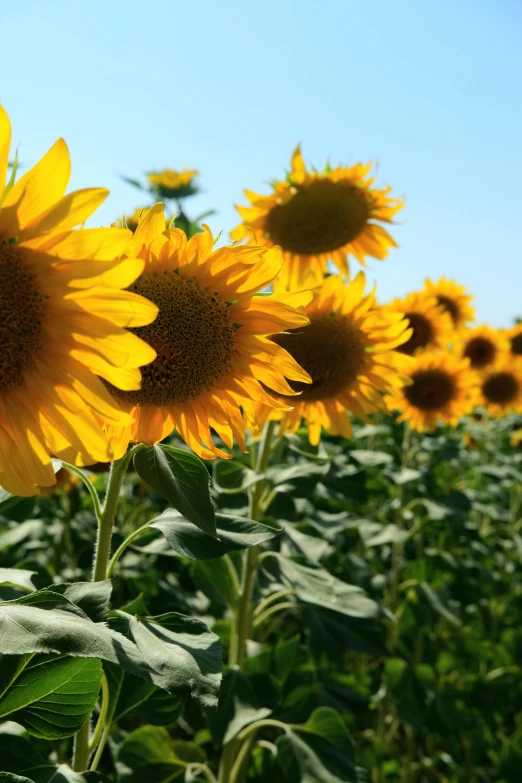 many sunflowers are in a field full of green leaves